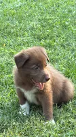 Socks, a male Australian Kelpie and Border Collie for sale in Denton, TX – 1 of 1