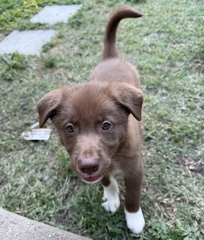 Socks – Australian Kelpie, Border Collie puppy for sale in Denton, TX