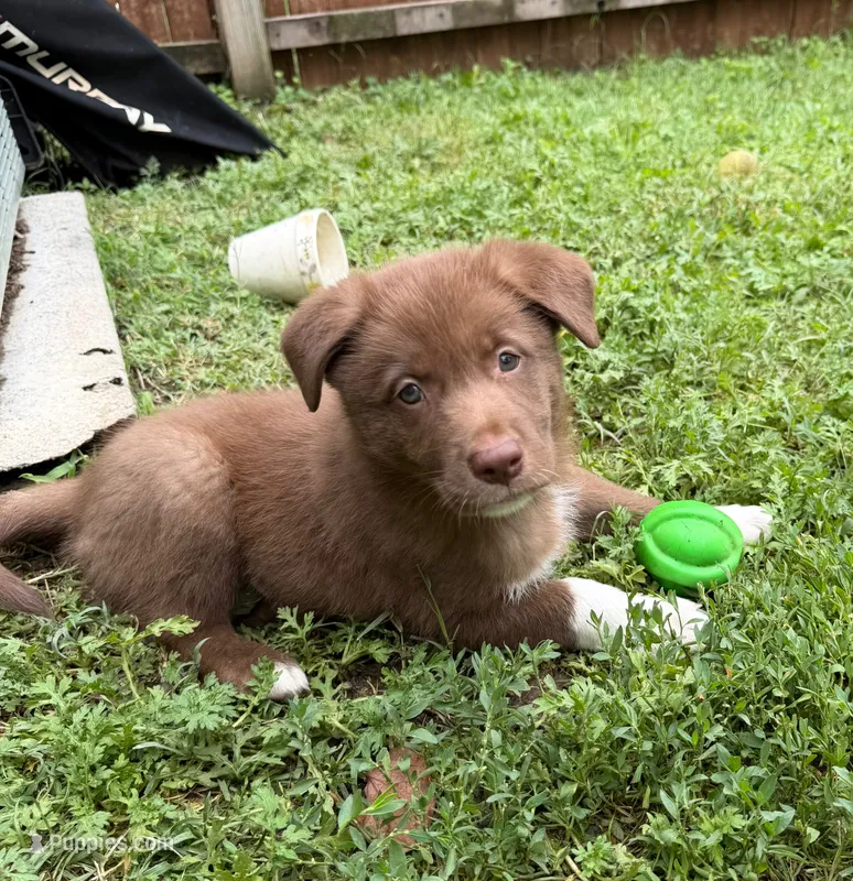 Socks – Australian Kelpie, Border Collie puppy for sale in Denton, TX