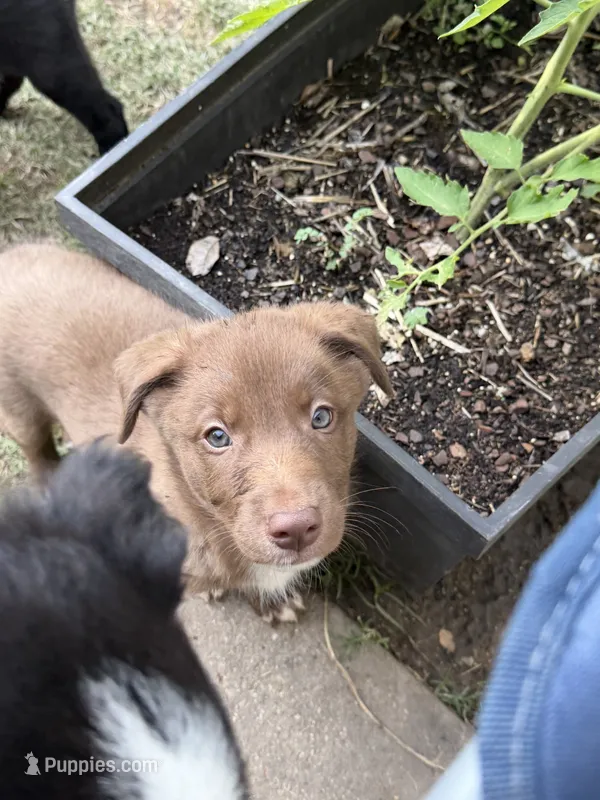 Spud – Australian Kelpie, Border Collie puppy for sale in Denton, TX