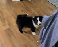 Colt, a male Border Collie for sale in Denton, TX – 2 of 3