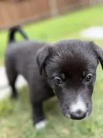 Spade, a male Australian Kelpie and Border Collie for sale in Denton, TX – 3 of 3