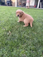 Oscar, a male Golden Retriever for sale in Modesto, CA – 2 of 2