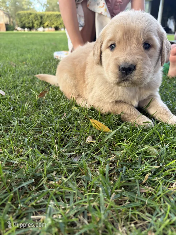 Rover – Golden Retriever puppy for sale in Modesto, CA