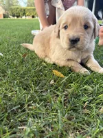 Rover, a male Golden Retriever for sale in Modesto, CA – 1 of 2