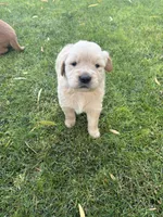 Poppi, a female Golden Retriever for sale in Modesto, CA – 3 of 3