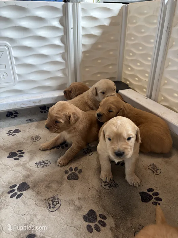 Red – Golden Retriever puppy for sale in Modesto, CA