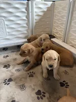 Red, a male Golden Retriever for sale in Modesto, CA – 1 of 1