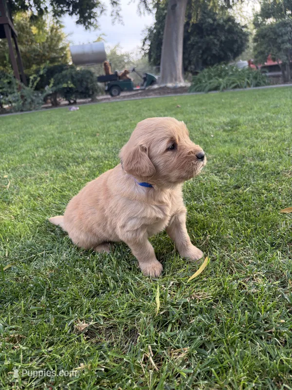 Bluey – Golden Retriever puppy for sale in Modesto, CA