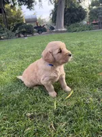 Bluey, a male Golden Retriever for sale in Modesto, CA – 1 of 2