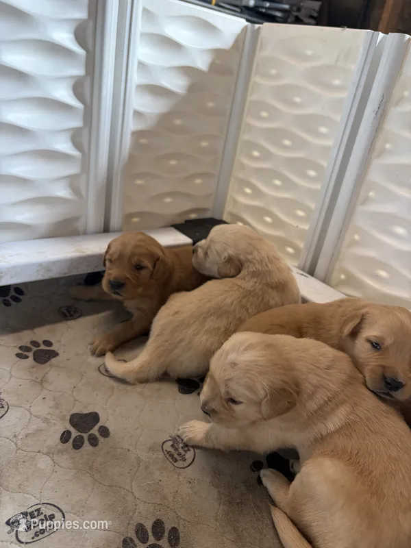 Blue – Golden Retriever puppy for sale in Modesto, CA
