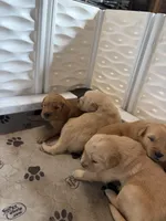 Blue, a male Golden Retriever for sale in Modesto, CA – 1 of 1