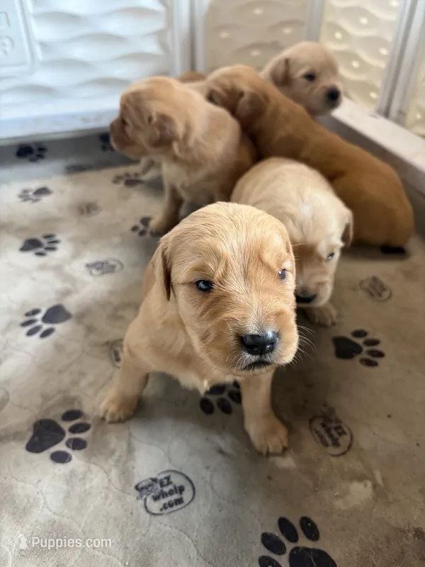 Orange – Golden Retriever puppy for sale in Modesto, CA
