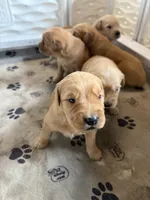Orange, a male Golden Retriever for sale in Modesto, CA – 1 of 2