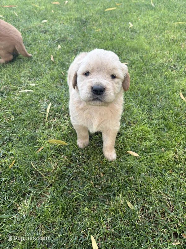 Poppi – Golden Retriever puppy for sale in Modesto, CA