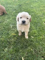 Poppi, a female Golden Retriever for sale in Modesto, CA – 1 of 3