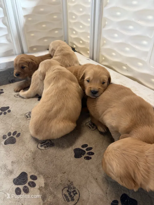 Green – Golden Retriever puppy for sale in Modesto, CA