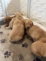 Green, a male Golden Retriever for sale in Modesto, CA – 1 of 1