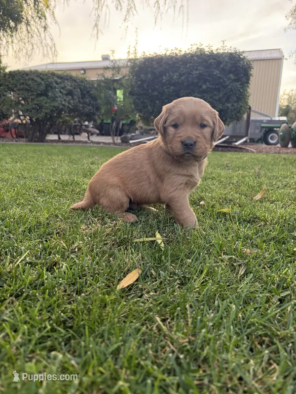 George – Golden Retriever puppy for sale in Modesto, CA
