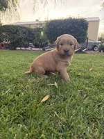 George, a male Golden Retriever for sale in Modesto, CA – 1 of 2