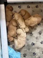 Pink, a female Golden Retriever for sale in Modesto, CA – 1 of 1