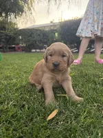 George, a male Golden Retriever for sale in Modesto, CA – 2 of 2