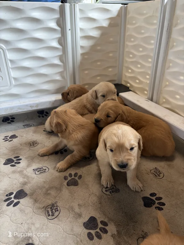 Yellow – Golden Retriever puppy for sale in Modesto, CA