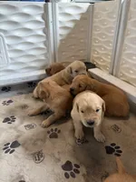 Yellow, a male Golden Retriever for sale in Modesto, CA – 1 of 1