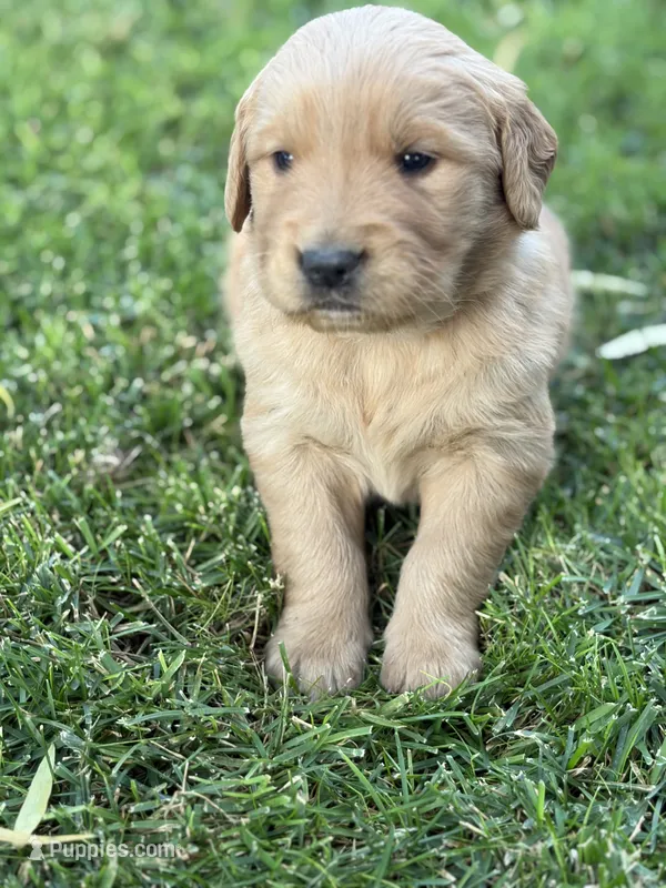 Blake, a male Golden Retriever for sale in Modesto, CA – 1 of 1