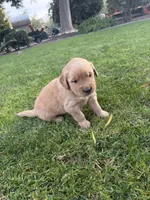 Bluey, a male Golden Retriever for sale in Modesto, CA – 2 of 2
