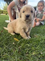Rover, a male Golden Retriever for sale in Modesto, CA – 2 of 2