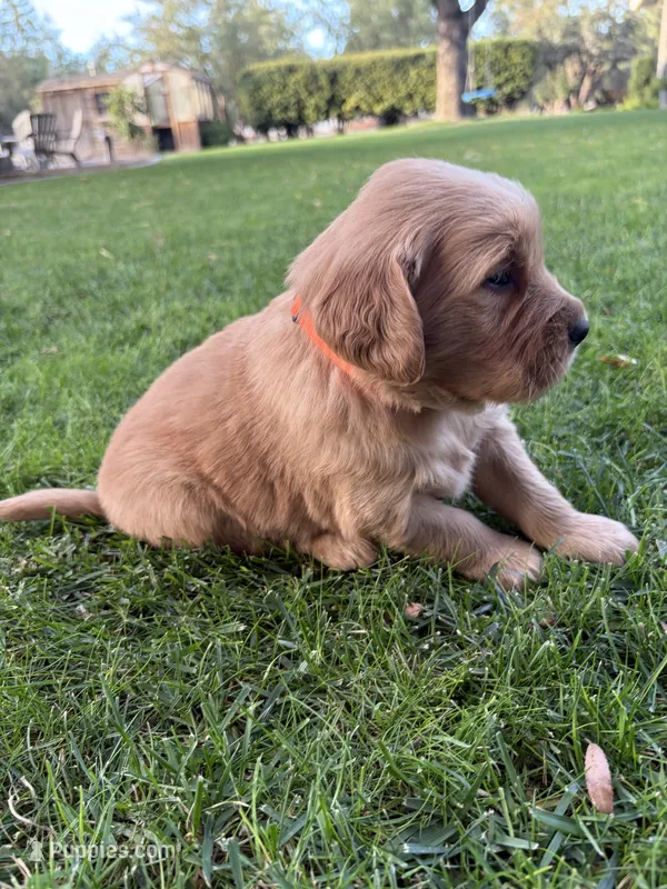 Oscar, a male Golden Retriever for sale in Modesto, CA – 1 of 2