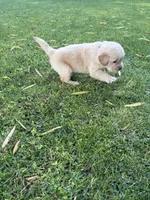 Poppi, a female Golden Retriever for sale in Modesto, CA – 2 of 3