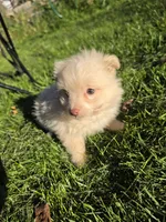 Pomapoo g1, a female Pomapoo for sale in Neenah, WI – 2 of 2