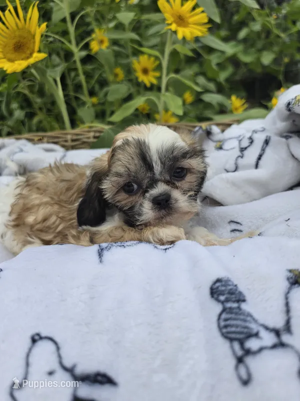 Kelly  – Shihpoo puppy for sale in Neenah, WI
