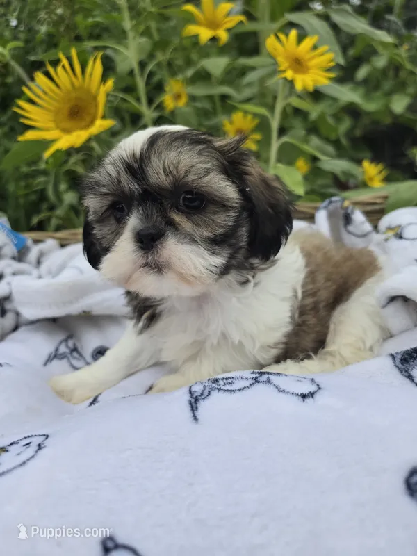 Jill  – Shihpoo puppy for sale in Neenah, WI