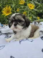 Jill , a female Shihpoo for sale in Neenah, WI – 1 of 2