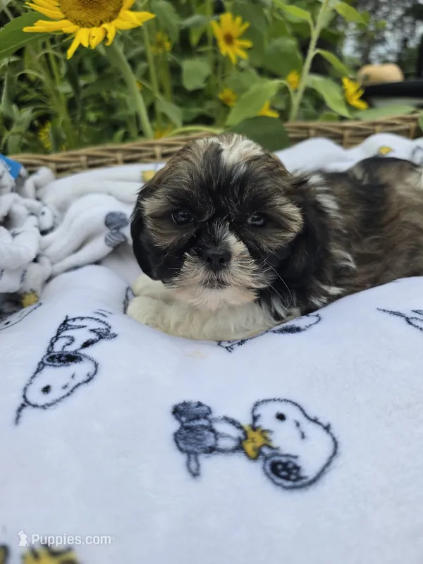 Jack  – Shihpoo puppy for sale in Neenah, WI