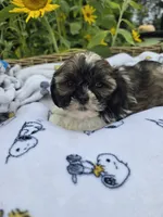 Jack , a male Shihpoo for sale in Neenah, WI – 1 of 2