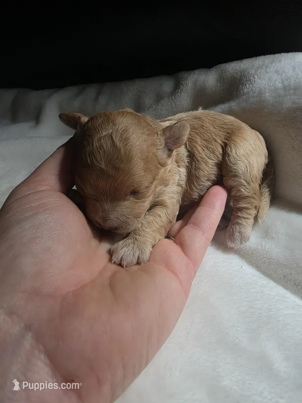 Toy poodle b3 – Poodle - Toy  puppy for sale in Neenah, WI