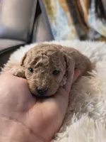 Buttercup , a female Poodle - Toy  for sale in Neenah, WI – 1 of 2