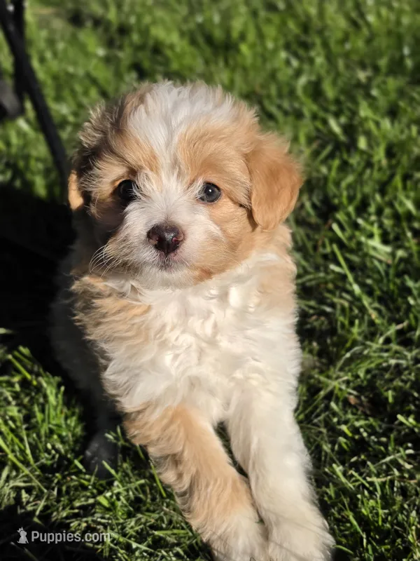 Pomapoo  g2 – Pomapoo puppy for sale in Neenah, WI