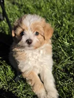 Pomapoo  g2, a female Pomapoo for sale in Neenah, WI – 1 of 2
