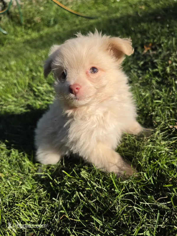 Pomapoo g1 – Pomapoo puppy for sale in Neenah, WI