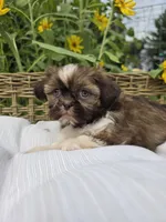 Daisy , a female Shih Tzu for sale in Neenah, WI – 2 of 2