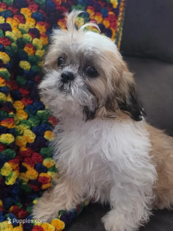 Kelly  – Shihpoo puppy for sale in Neenah, WI