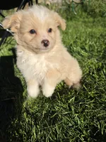 Pomapoo b2, a male Pomapoo for sale in Neenah, WI – 2 of 2