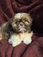 Daisy , a female Shih Tzu for sale in Neenah, WI – 2 of 5