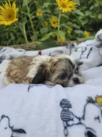Kelly , a female Shihpoo for sale in Neenah, WI – 2 of 2
