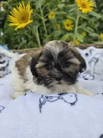 Max, a male Shihpoo for sale in Neenah, WI – 2 of 2